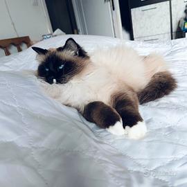 Ragdoll F