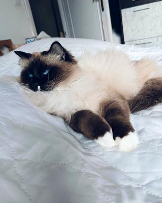 Ragdoll F