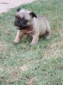 Nuova Cucciolata French Bulldog
