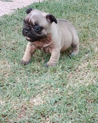 Nuova Cucciolata French Bulldog