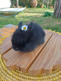 Dolcissimo coniglio Nano Minilop