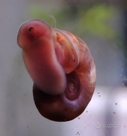 Planorbarius pink