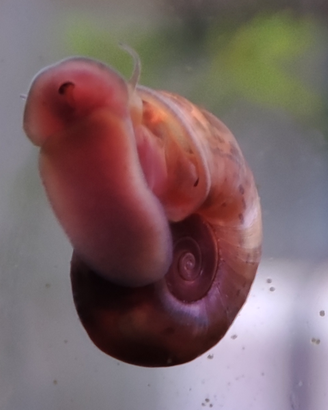Planorbarius pink