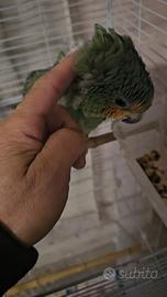Pappagallo Amazzone