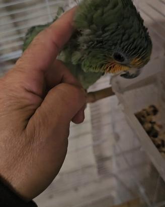 Pappagallo Amazzone