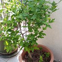 Pianta di ibisco cinese con due talee