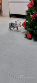 Bulldog francese esotici