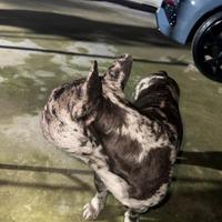 Stallone bulldog francese blu merle