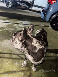 Stallone bulldog francese blu merle