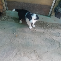 Cucciolo border colli