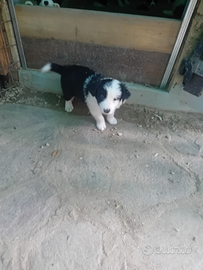 Cucciolo border colli