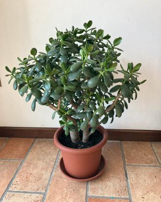 Albero di Giada