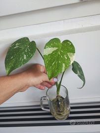 talea monstera thai constellation 