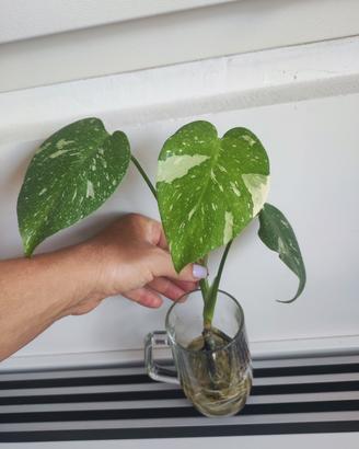 talea monstera thai constellation 