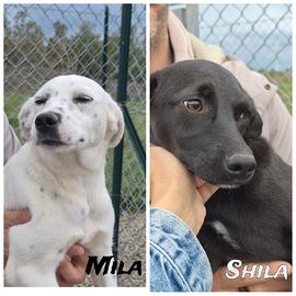 Mila e Shila due sorelline stupende