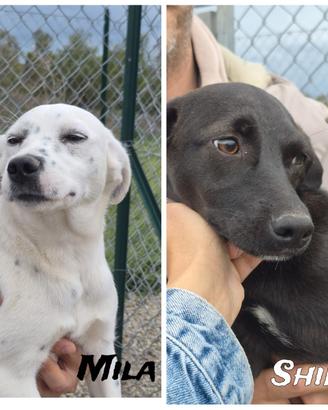 Mila e Shila due sorelline stupende