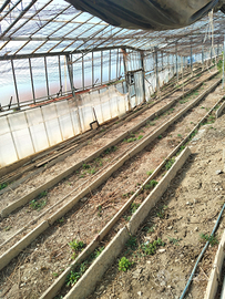 Terreno con serra in ferro