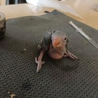 Pulli parrocchetto con il collare