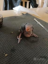 Pulli parrocchetto con il collare