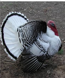 Tacchini nostrani di 1 anno