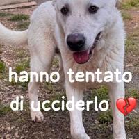 Hope cucciolone simil labrador 18 mesi