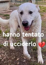 Hope cucciolone simil labrador 18 mesi