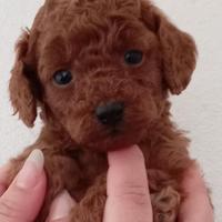 Barboncino VERI MINI TOY RED Brown