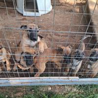 Malinois e pastore tedesco