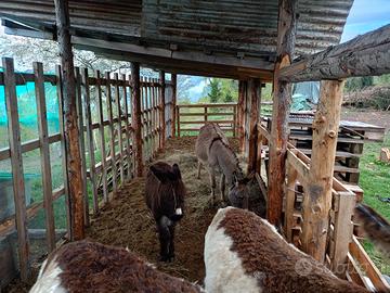 Asina grigia e con il piccolo