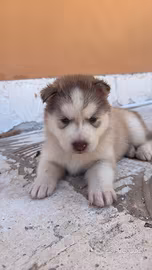 Cuccioli di Siberian Husky
