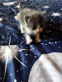Gattini mix simil certosini