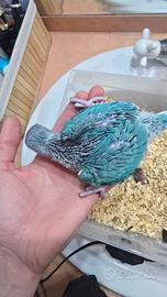 .Parrocchetto dal collare cleartail da imbecco