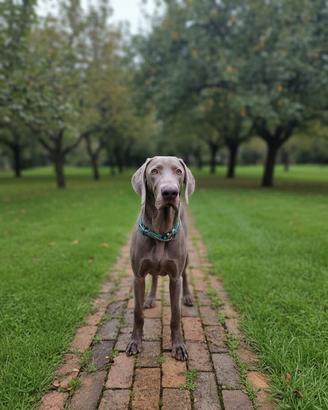 Cucciolo Weimaraner Maschio Vaccinato