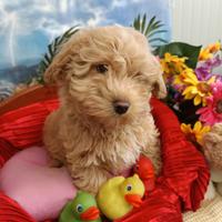Cuccioli Albicocca Disponibili MaltiPoo.Tg.Piccola