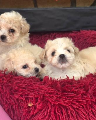 Maltipoo toy