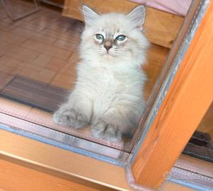 2 cuccioli di razza siberiana