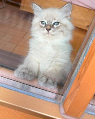 2 cuccioli di razza siberiana