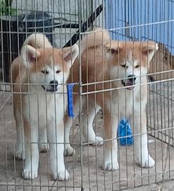 Akita inu