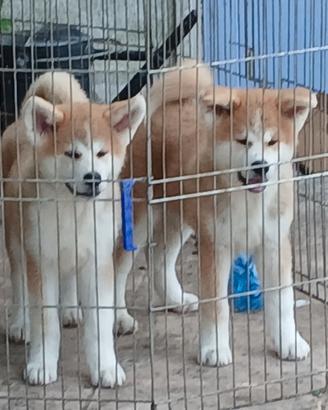 Akita inu