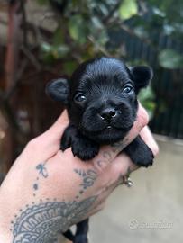 Cuccioli maltipoo e chipoo rimborso spese