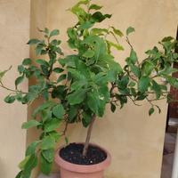 Albero di limone 🍋