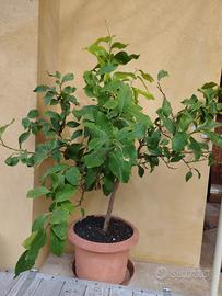 Albero di limone 🍋