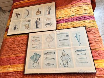 Quadro Stampa Vintage Pesci Mare Nostrum Al