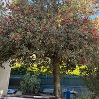 Pianta di Agrifoglio