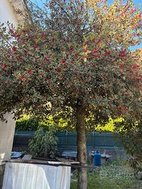 Pianta di Agrifoglio