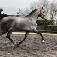 Cavalla Andalusa