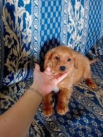 Maltipoo