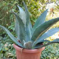 Agave