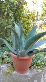 Agave