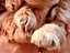 Immagine 14